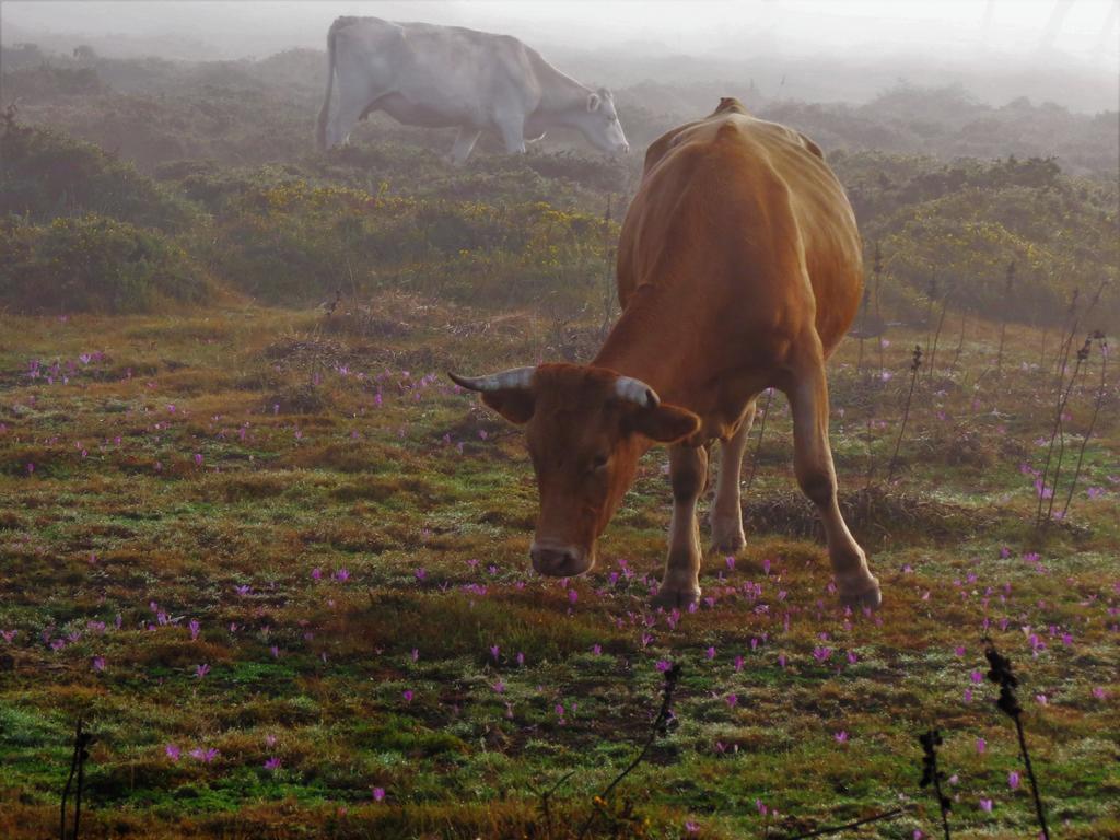 Serra De Arga Mountain House Montaria Екстериор снимка